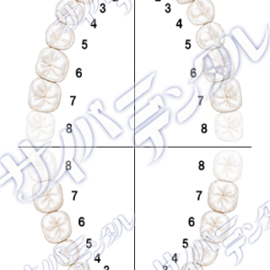 歯式・永久歯【咬合面】