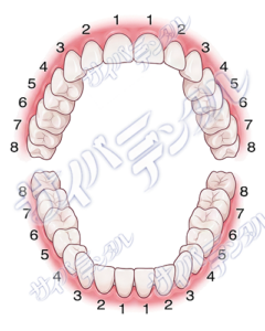 永久歯【立体面】