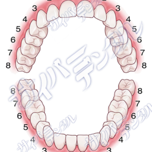 永久歯【立体面】
