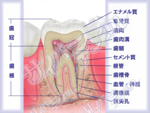 歯の構造【大臼歯】