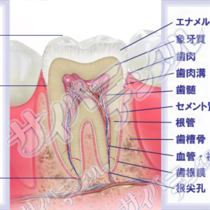 歯の構造【大臼歯】